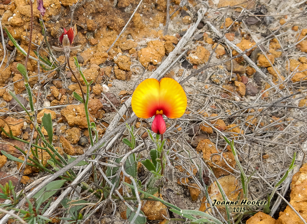 What flower is that?